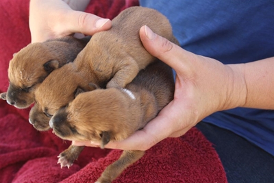 Abandoned pups beaten by the odds